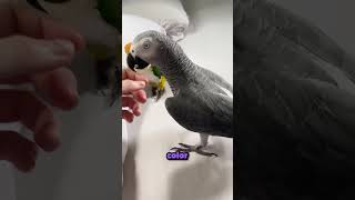 He Refuses To Answer Any Question, Until He Hears The Word Pistachio🥜🦜