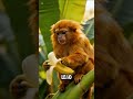Mentiras sobre os animais #bichos #curiosidades #animais
