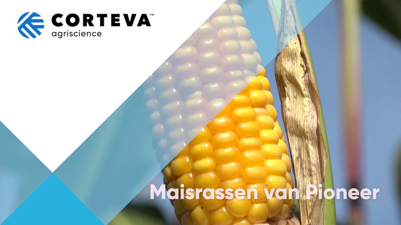 Maisras P7948: vroege dubbeldoeltopper