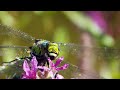 Dragonfly Biology and Behavior
