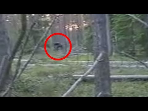 Bigfoot (Almasty) Caught On Tape In Russia 2015