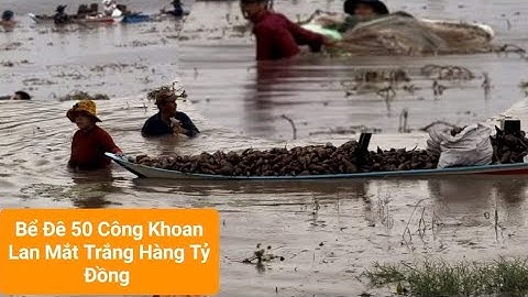 Bển Đê 50 Công  Khoai Lan Mắt Trắng Hàng Tỷ Đồng ở Nam Thái Sơn Kiên Giang 
