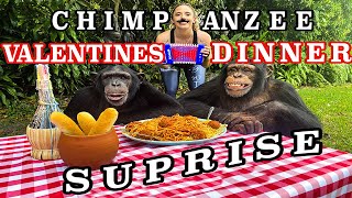 Chimpanzees and The Meat Balls VALENTINES DAY Special | Myrtle Beach Safari