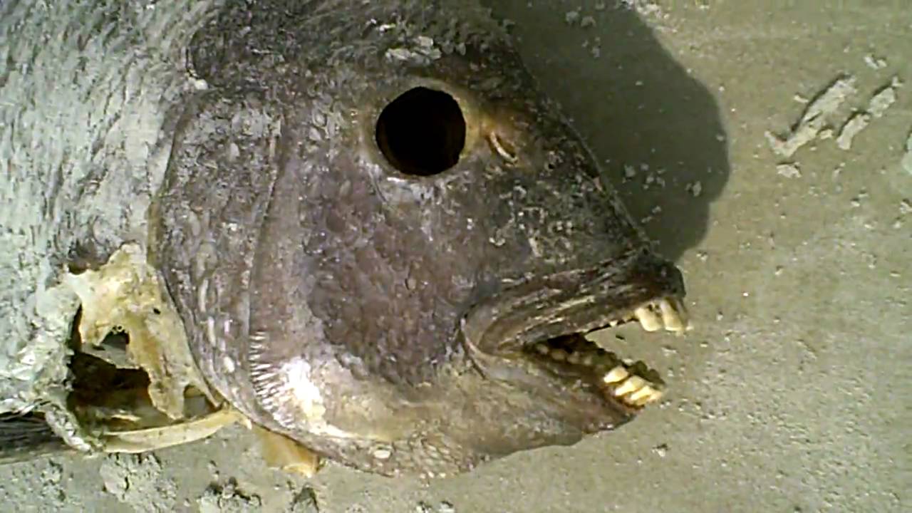 Fish with Human-Like Teeth - YouTube