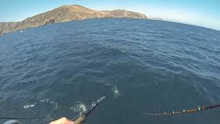 Colt Sniper Yellowtail on the San Diego