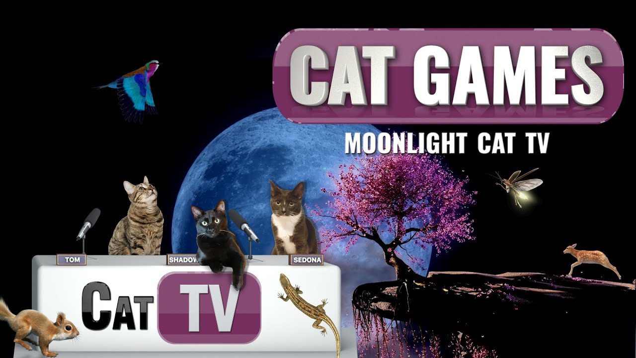 ИГРЫ ДЛЯ КОШЕК | 🌙 Кошачье телевидение при лунном свете