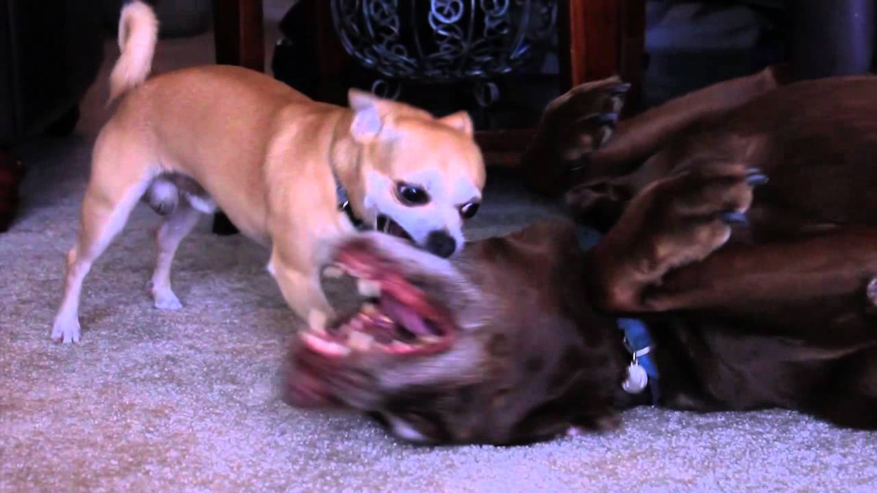 Pet Sitting Services near Palm Harbor and Oldsmar YouTube