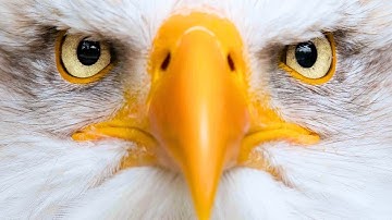 Hoe arenden de wereld zien 🦅