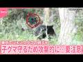 【クマ出没】東京でツキノワグマの親子か…箱ワナを設置し警戒  新潟では70代男性が襲われけが