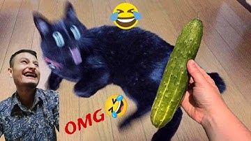 Funny cats scared of cucumbers😹 cat vs cucumber compilation Gatos VS pepinos reaction 