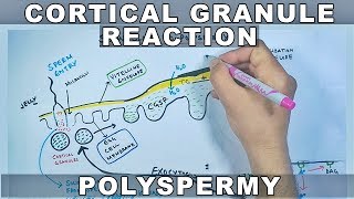 Cortical Reaction in Sea Urchin | Slow Blocks to Polyspermy