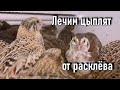 Лечим цыплят от расклёва просто и дёшево! Народный способ.