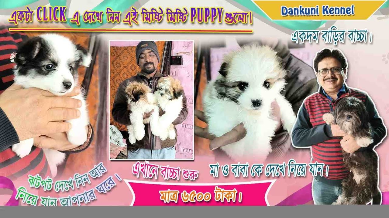 Home Breed Puppies Sell in Low Price। Best Dog Kennel in Kolkata। Kolkata Dog Kennel। YouTube