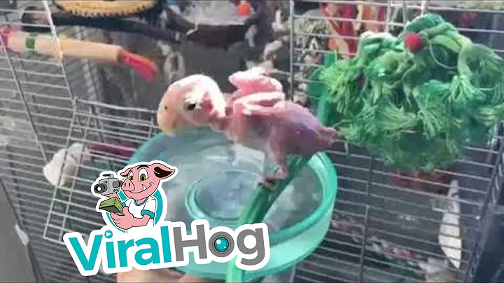Featherless Birds Just Wanna Have Fun || ViralHog