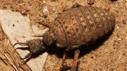 Quá trình đào hang của con Cút Đất (Kiến Sư Tử).