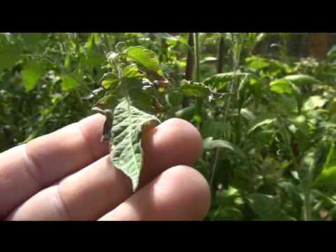 ⟹-heat-damage-!!-solanum-lycopersicum-to-tomato-plants-100-+-degrees-#tomato