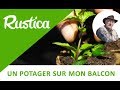 Bouturer la menthe