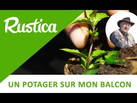 Vidéo: Propagation des boutures de menthe - Quand prélever des boutures de menthe pour la plantation