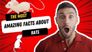 10 Fun Facts About Rats | Top 10 facts about rats | All You Need to Know About RATS lTeaching Oasis