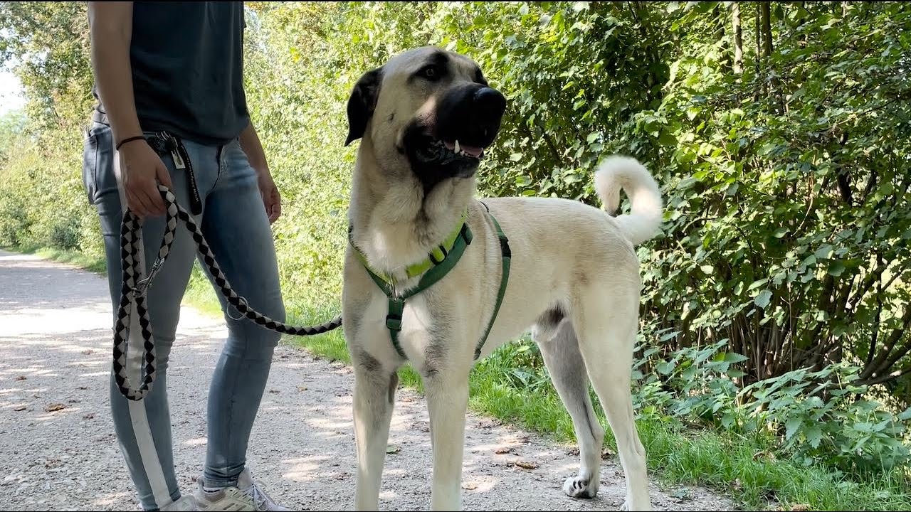 Kangal-Rde Karim sucht ein neues Zuhause mit viel Platz - Tierheim  Esslingen