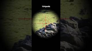 Extreme Long Range Hunting #hunting #17hmr #longrange #rabbiting