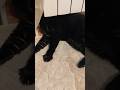 Кто делает потягушки? #забавныйкот #fannypets #чёрныйкот #blackcat #petlovers