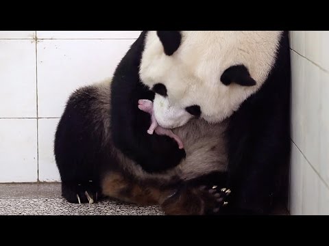 Birth Of Baby Panda | Panda Babies | BBC Earth