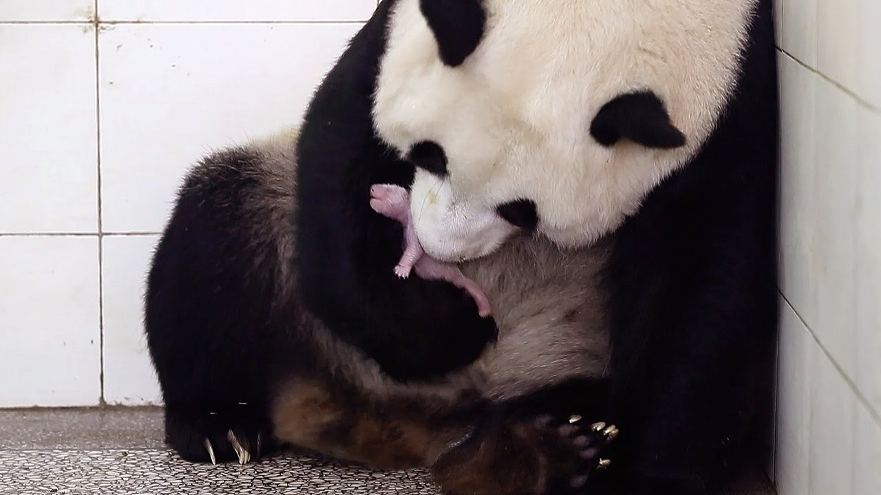 ⁣Birth Of Baby Panda | Panda Babies | BBC Earth