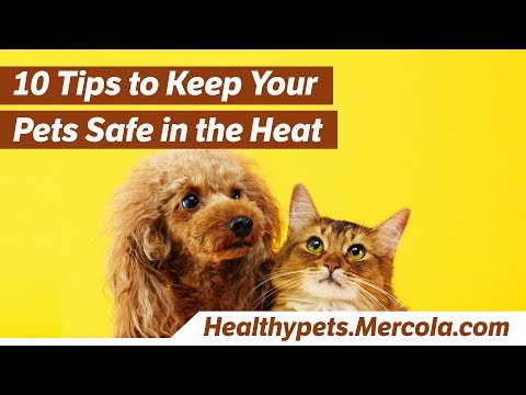 Video: Mahaney's Top 5 Summertime Pet Safety Tips