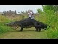 Massive gator slowly strolls past visitors at nature center