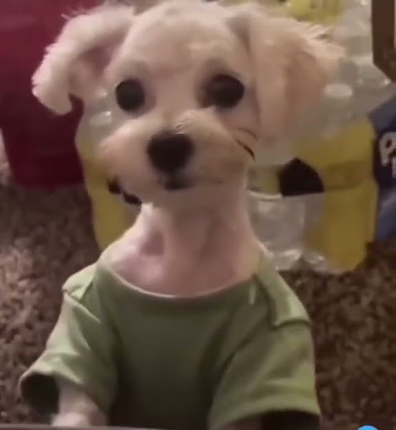 Dog Says Hi! #shorts