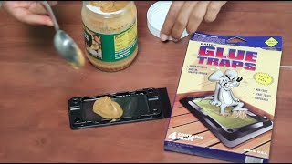 How to Bait a Mouse Trap with Peanut Butter