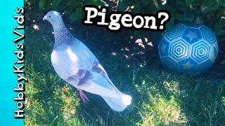 Giant Friendly Pigeon in our Pool Yard! HobbyPigeon Scared of HobbyPuppy by HobbyKidsVids