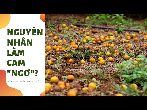 Video: Citrus Phytophthora Management: Kiểm soát bệnh thối rễ của cây có múi