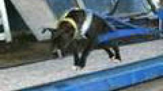 Weight Pull 2Nd Leg Of The King Of The Rails