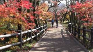 紅葉の高遠城址公園20111112