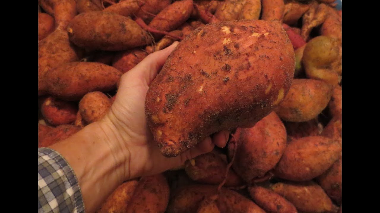 Amazing Sweet Potato Harvest: 139 Lbs From 3 Potatoes