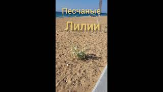 Песчаная лилия (octobre #Израиль #Израіль #shorts