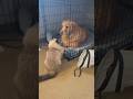 You have to watch this fight🟢brave cat attacking a dog