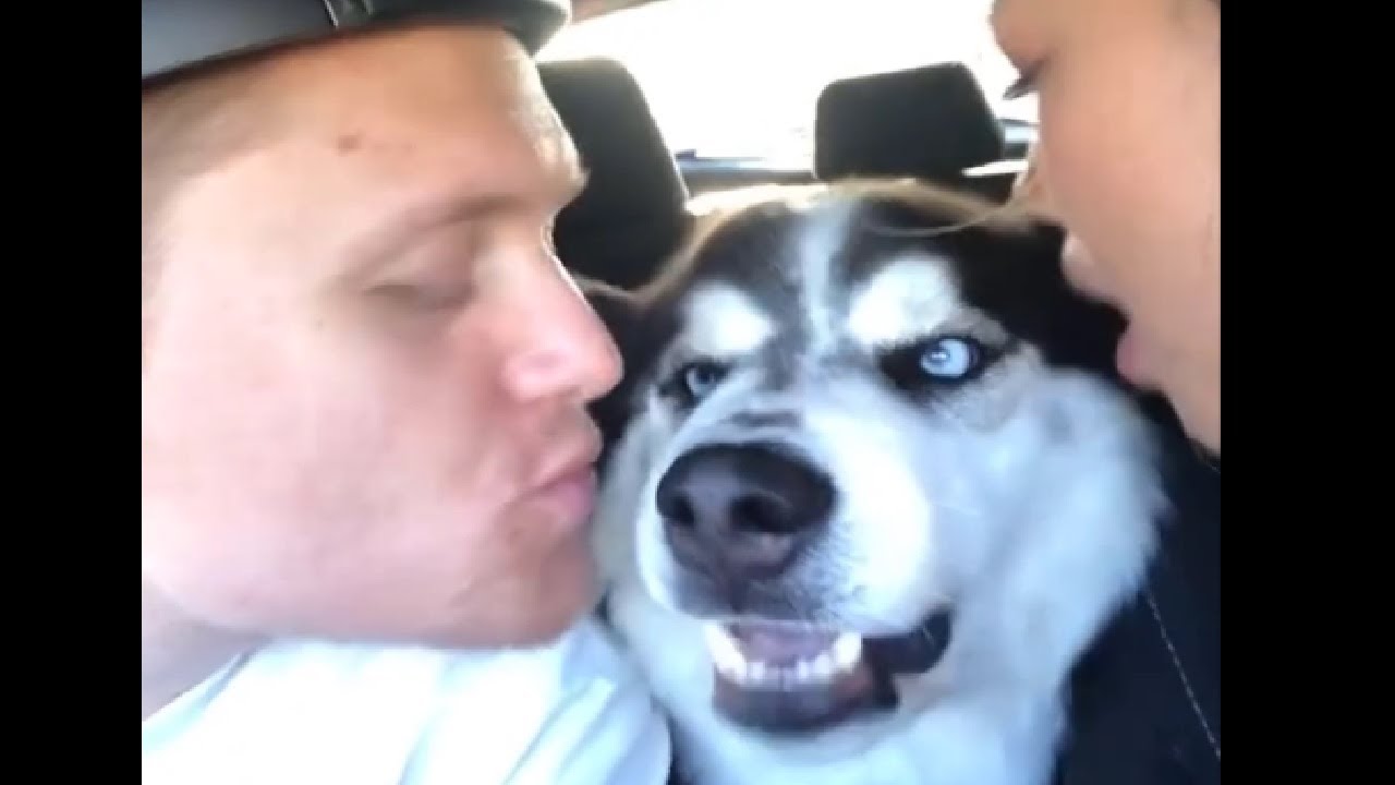 This dog hate kisses CutePetsTV YouTube