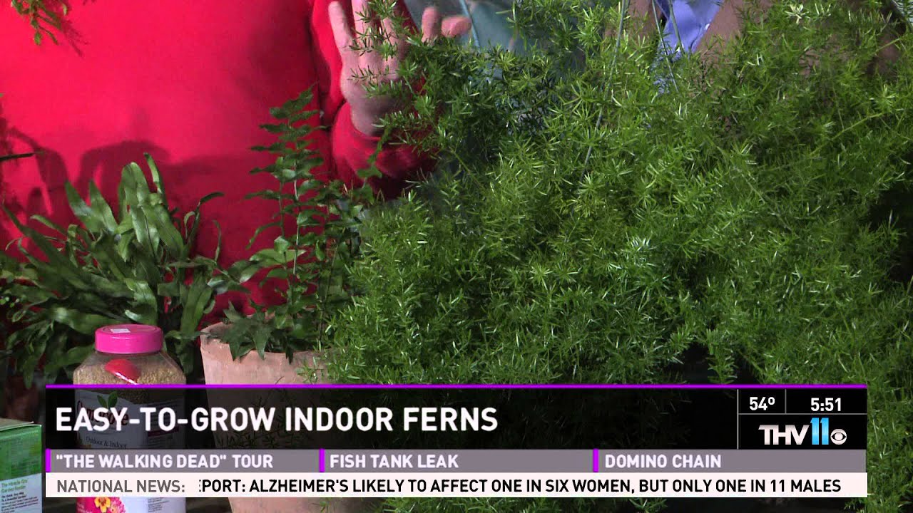 Easy to grow indoor ferns
