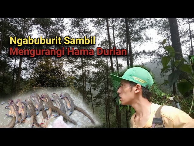 Berburu Tupai Part 13 ‼️ Ngabuburit Sambil Mengurangi Hama Durian ‼️ class=