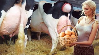 ​How Cow Gives an Egg Hoof Trimming Cure Cows Milking Farming​ Pretty Girl Farm #WithMe​ Hay Tractor