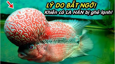 5 Lý do khiến cá La Hán dần bị Lãng quên