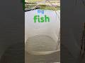 Huge Catch From River Net Throwing!#fishing #shortsfeed #fish #foryoushorts #viral #fish #popular