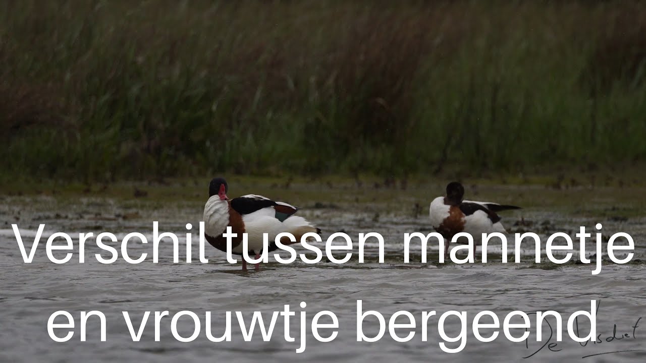 Verschil tussen mannetje en vrouwtje bergeend / Shelduck #349 - YouTube