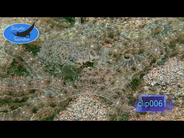 0061_Mimic octopus close up. HD Underwater Royalty Free Stock Footage.