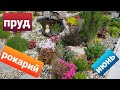 Рокарий у пруда/Начало июня/ Новинки/Гейхеры, гейхереллы, тиареллы, хосты, очитки и др.