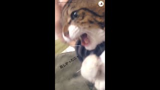 帰宅が遅かった飼い主さん。ずっと家で待っていた猫ちゃんの反応は？😹 #Shorts