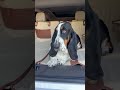 Dog Car Seat That Changes Everything for Road Trips - Owleys Travel Buddy Hammock 🤍